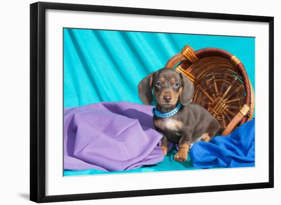 Doxen Puppy Posing-Zandria Muench Beraldo-Framed Photographic Print