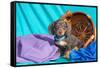 Doxen Puppy Posing-Zandria Muench Beraldo-Framed Stretched Canvas