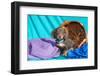 Doxen Puppy Posing-Zandria Muench Beraldo-Framed Photographic Print