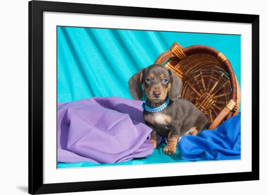 Doxen Puppy Posing-Zandria Muench Beraldo-Framed Photographic Print