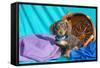 Doxen Puppy Posing-Zandria Muench Beraldo-Framed Stretched Canvas