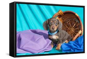Doxen Puppy Posing-Zandria Muench Beraldo-Framed Stretched Canvas