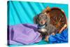 Doxen Puppy Posing-Zandria Muench Beraldo-Stretched Canvas