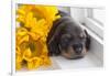 Doxen Puppy with sunflower-Zandria Muench Beraldo-Framed Photographic Print