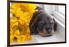 Doxen Puppy with sunflower-Zandria Muench Beraldo-Framed Photographic Print