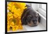 Doxen Puppy with sunflower-Zandria Muench Beraldo-Framed Photographic Print