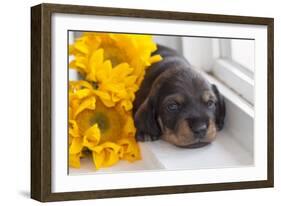 Doxen Puppy with sunflower-Zandria Muench Beraldo-Framed Photographic Print