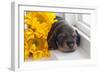 Doxen Puppy with sunflower-Zandria Muench Beraldo-Framed Photographic Print