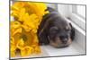 Doxen Puppy with sunflower-Zandria Muench Beraldo-Mounted Photographic Print