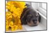 Doxen Puppy with sunflower-Zandria Muench Beraldo-Mounted Photographic Print