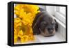 Doxen Puppy with sunflower-Zandria Muench Beraldo-Framed Stretched Canvas