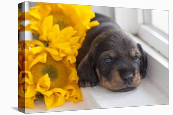 Doxen Puppy with sunflower-Zandria Muench Beraldo-Stretched Canvas