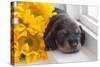 Doxen Puppy with sunflower-Zandria Muench Beraldo-Stretched Canvas