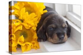 Doxen Puppy with sunflower-Zandria Muench Beraldo-Stretched Canvas