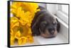 Doxen Puppy with sunflower-Zandria Muench Beraldo-Framed Stretched Canvas