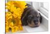 Doxen Puppy with sunflower-Zandria Muench Beraldo-Stretched Canvas