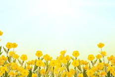 Yellow Buttercup Flowers on Light Background-Dr.Alex-Photographic Print