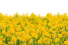 Yellow Buttercup Flowers on Light Background-Dr.Alex-Stretched Canvas