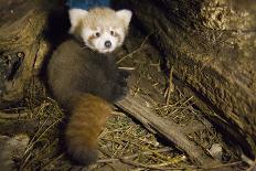 Red Panda (Ailurus Fulgens), Cub In Breeding Den, Captive, Germany, Naturschutz-Tierpark Goerlitz-Dr. Axel Gebauer-Photographic Print