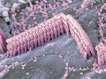 Inner Ear Hair Cells, SEM-Dr. David Furness-Photographic Print