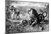 Dr. David Livingstone Attacked by a Lion, 1843-null-Mounted Art Print
