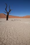 Dry Trees in Namib Desert-DR_Flash-Photographic Print