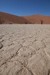 Dry Trees in Namib Desert-DR_Flash-Photographic Print