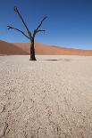 Dry Trees in Namib Desert-DR_Flash-Photographic Print
