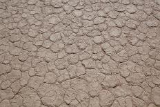 Dry Trees in Namib Desert-DR_Flash-Photographic Print