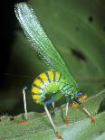 Bush Cricket Threat Display-Dr. George Beccaloni-Laminated Photographic Print