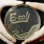 Petri Dish Culture of E.coli Bacteria-Dr. Jeremy Burgess-Premium Photographic Print