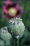 Collecting Opium From Poppy Seed Capsule-Dr^ Jeremy-Framed Photographic Print