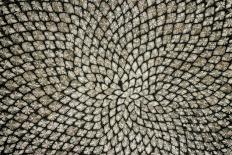 Sunflower Seed Head-Dr^ Jeremy-Photographic Print
