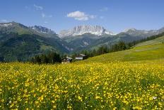 Edelweiss And Glacier-Dr. Juerg Alean-Photographic Print