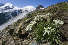 Mount Ruapehu Volcano, New Zealand-Dr. Juerg Alean-Photographic Print