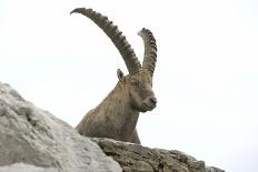 Male Alpine Ibex-Dr. Juerg Alean-Photographic Print