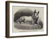 Dr Kane's Esquimaux Dog, Etah-null-Framed Giclee Print