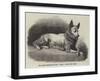 Dr Kane's Esquimaux Dog, Etah-null-Framed Giclee Print