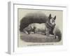 Dr Kane's Esquimaux Dog, Etah-null-Framed Giclee Print