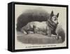 Dr Kane's Esquimaux Dog, Etah-null-Framed Stretched Canvas