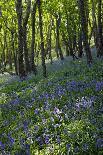 Bluebell Wood-Dr. Keith Wheeler-Photographic Print