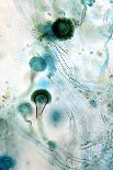 Brown Mould Fungus, Light Micrograph-Dr. Keith Wheeler-Photographic Print