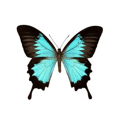 Papilio Montrouzieri Butterfly