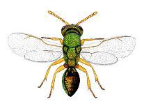 Parasitic Wasp-Dr. Keith Wheeler-Photographic Print