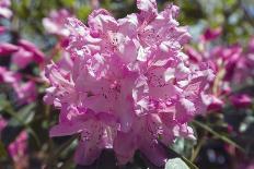 Rhododendron Flowers-Dr. Keith Wheeler-Photographic Print