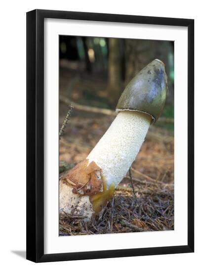 Premium Photographic Print, , large