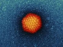 Adenovirus Particle, TEM-Dr. Klaus Boller-Photographic Print