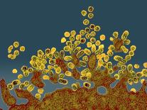 H1N1 Swine Flu Virus, TEM-Dr. Klaus Boller-Photographic Print