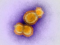 H1N1 Swine Flu Virus, TEM-Dr. Klaus Boller-Stretched Canvas