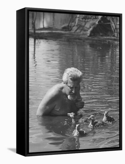 Dr. Konrad Lorenz, Viennese Animal Behaviorist, Surrounded by Family of Graylag Goslings-Thomas D^ Mcavoy-Framed Stretched Canvas